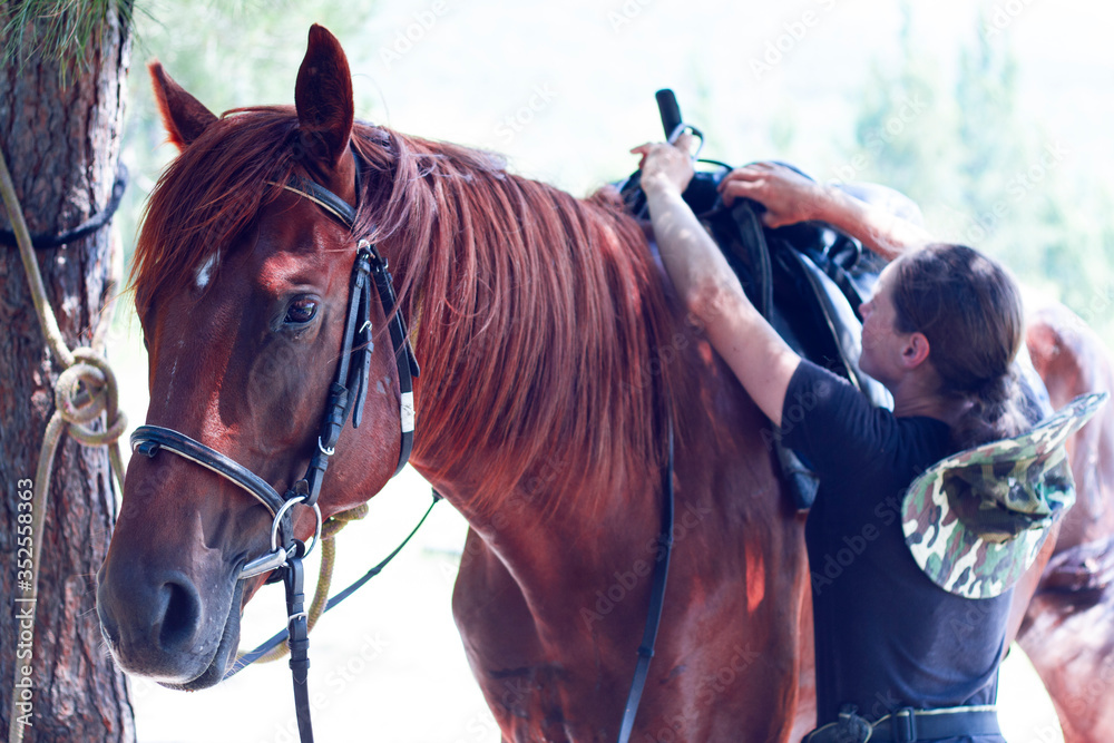 Obraz premium A young girl to saddle a brown horse in the forest. Children's equestrian camp. Summer sports camp for children. A cute girl is learning to ride a horse.