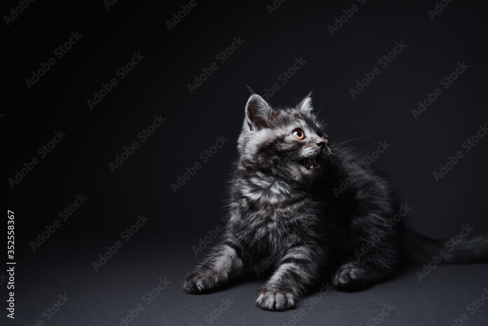 Cute predator. Adorable scottish black tabby kitten on black background.