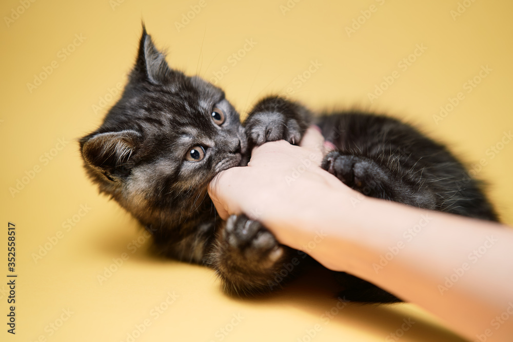 Obraz premium Studio shot of adorable scottish black tabby kitten bitting his owner's hand.