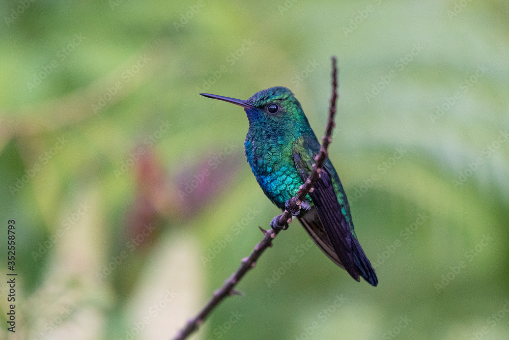 blue tailed hummingbird