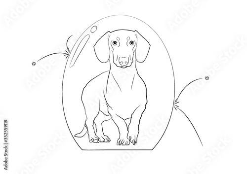 protección perro