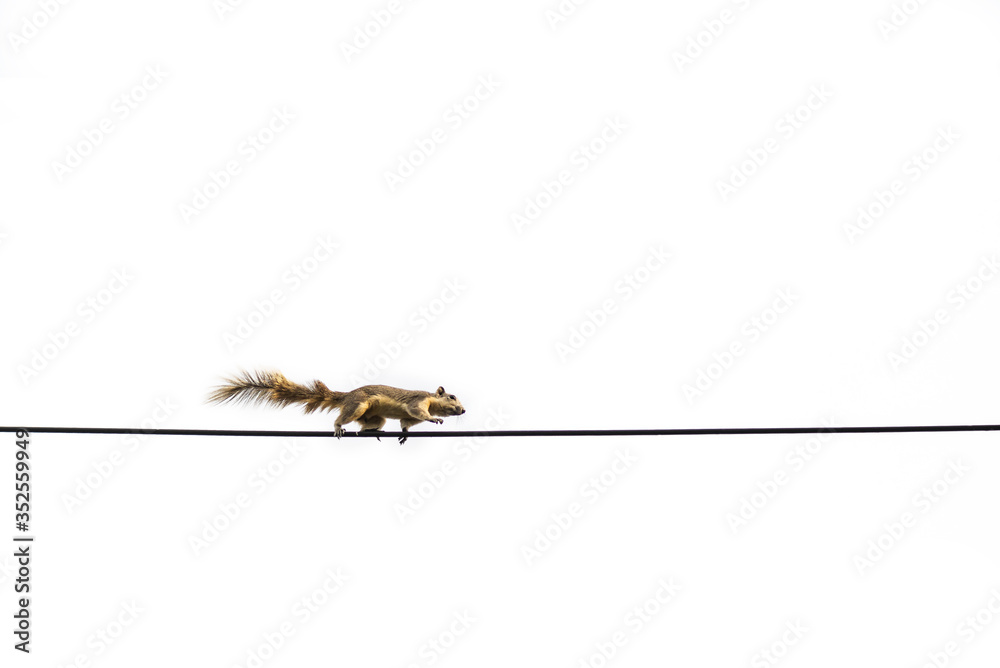 Chipmunk is climbing a small cable forward with determination. It does not seem to be afraid of danger, and may fall. Chipmunk is climbing a small cable forward with determination. It does not seem to be afraid of danger, and may fall.