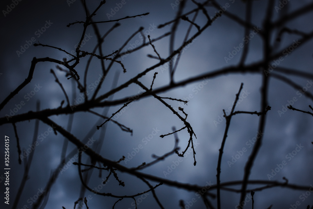 Texture di rami con gemme nella neve silhouette