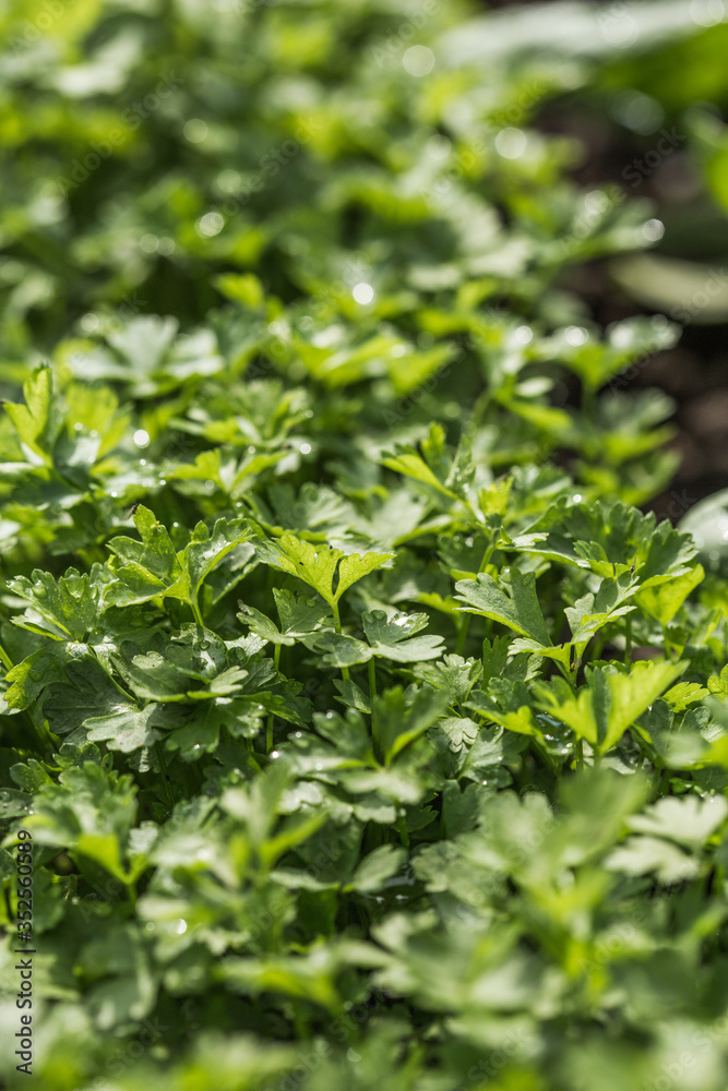 Organic fresh parsley growing in garden farm pattern Organic fresh parsley growing in garden farm pattern