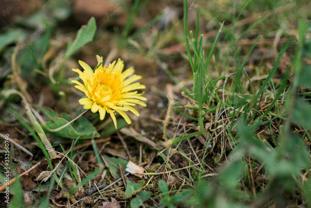 Common yellow dandelion in a green meadow on a sunny day. The yellow dandelion flowers close up on green background. Wild plant flower shot in summer. Taraxacum officinale family Asteraceae Common yellow dandelion in a green meadow on a sunny day. The yellow dandelion flowers close up on green background. Wild plant flower shot in summer. Taraxacum officinale family Asteraceae