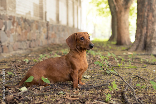Dog breed dachshund sits on the ground near the house