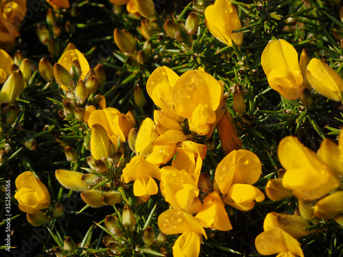 Macro foto of common gorse, ulex europeaus in Ireland photo