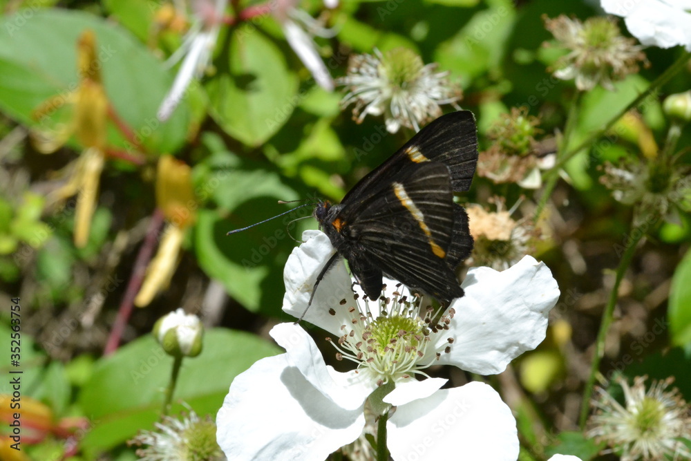 Butterflies posing in the flowers Butterflies posing in the flowers