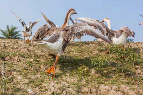 Swan photo