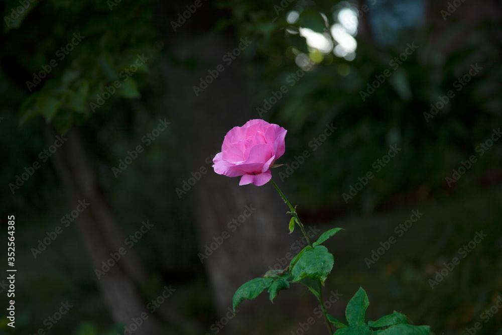 Pink rose green and dim garden afternoon