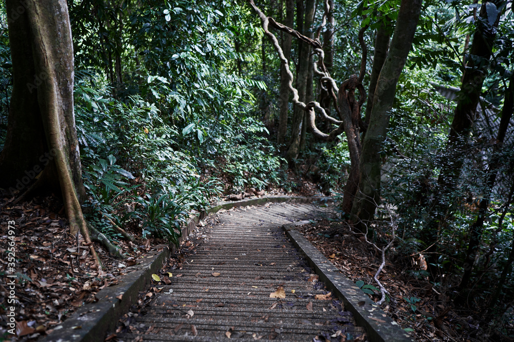 Fototapeta premium Landscape with stairway in tropical jungle.