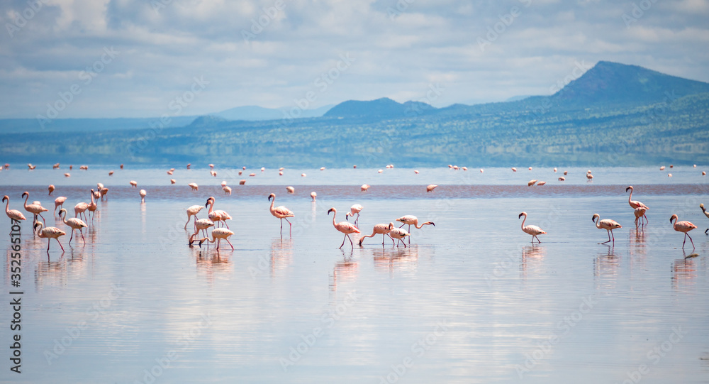 Obraz premium Big Group of Pink Lesser Flamingo at Lake Natron, Tanzania, Africa