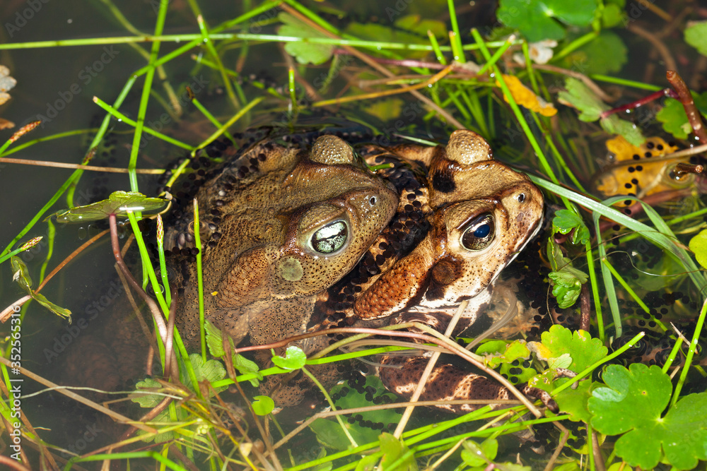 Fototapeta premium Frogs