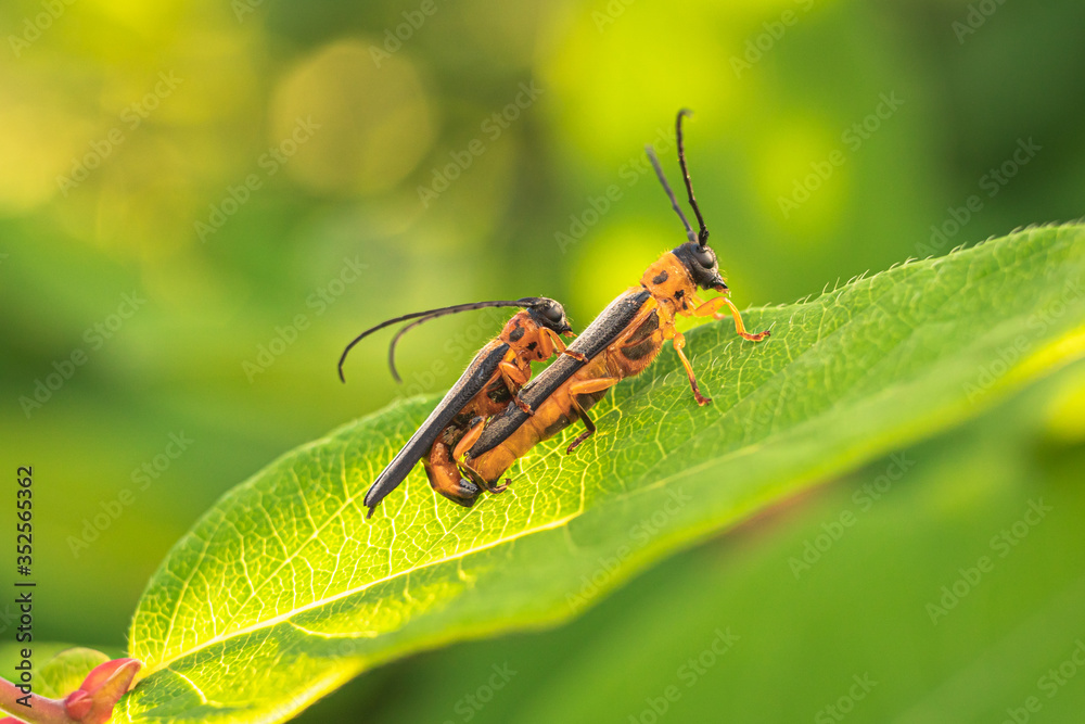 two beetles mate on a green leaf. two beetles mate on a green leaf.