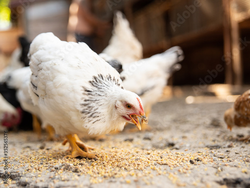 Chicken (hen) on a sustainable farm pecking grain