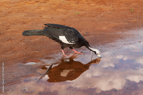 Commom piping guan photo