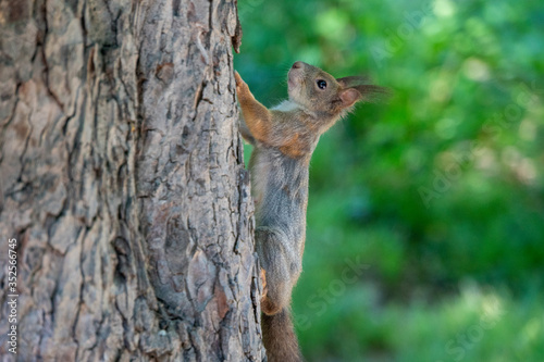 Eichhörnchen sitzt auf einem Baumstamm und posiert © Patrick