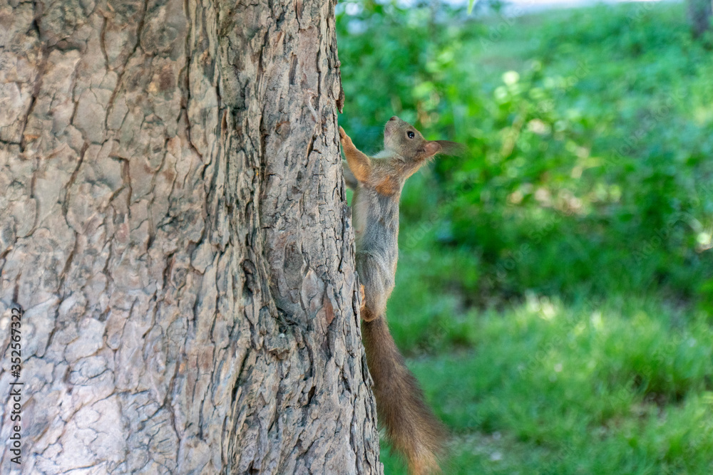 Eichhörnchen sitzt auf einem Baumstamm und posiert