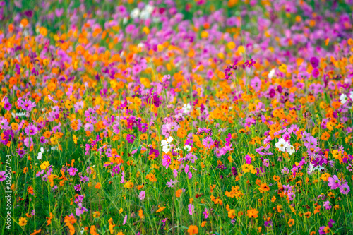 Colorful cosmos flowers in the garden. © nopporn