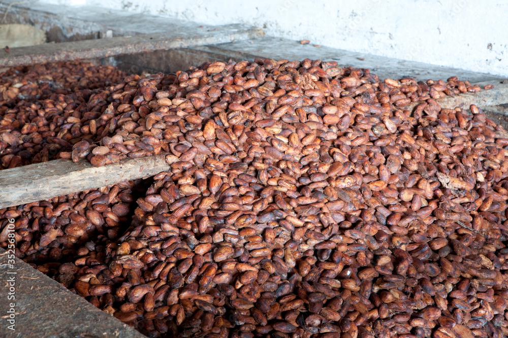 Obraz premium FermentaÃ§Ã£o das sementes de Cacau (Theobroma cacao); processo anterior Ã&nbsp; secagem; Malvaceae