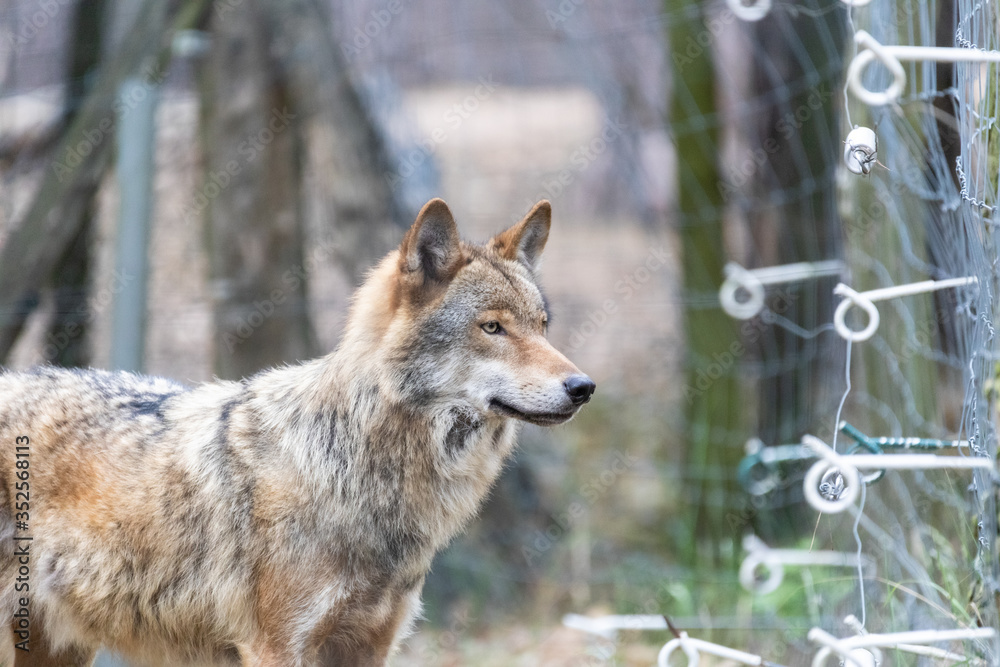 Fototapeta premium Grauwolf