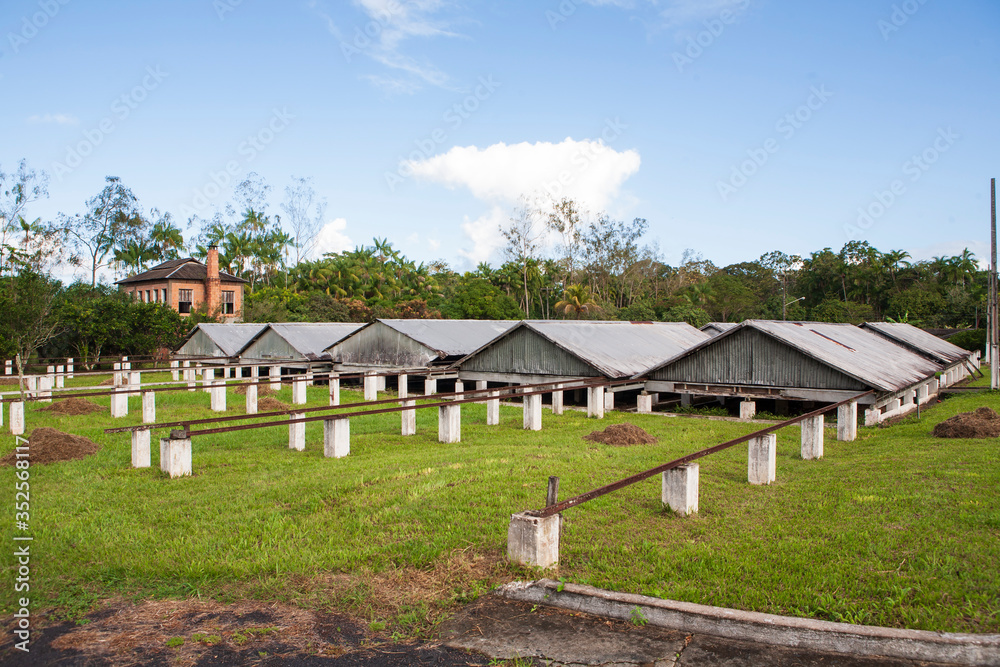 Fototapeta premium Estrutura para secagem da semente do cacau (Theobroma cacao); Malvaceae