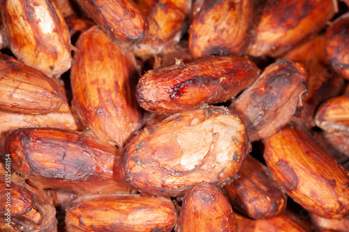 FermentaÃ§Ã£o das sementes de Cacau (Theobroma cacao); processo anterior Ã  secagem; Malvaceae