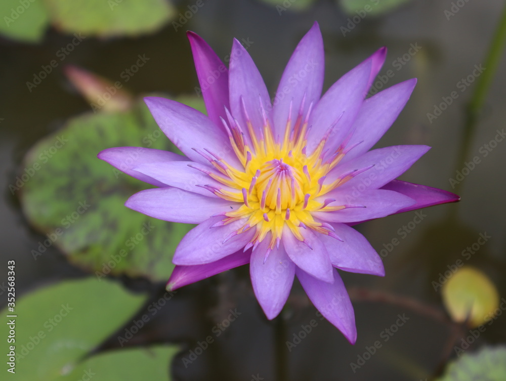 Close-up of lotus flowers with pale purple petals, yellow stamens Close-up of lotus flowers with pale purple petals, yellow stamens