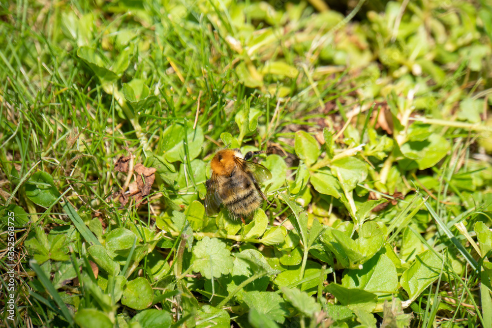 Hummel krabbelt am Boden