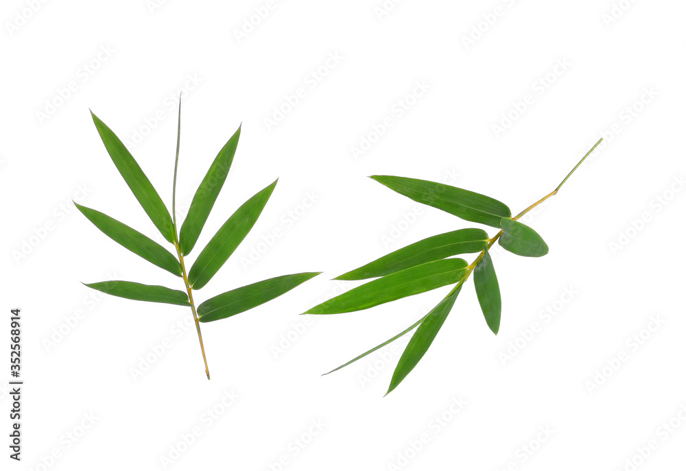 Obraz premium Bamboo leaf green isolated on white background