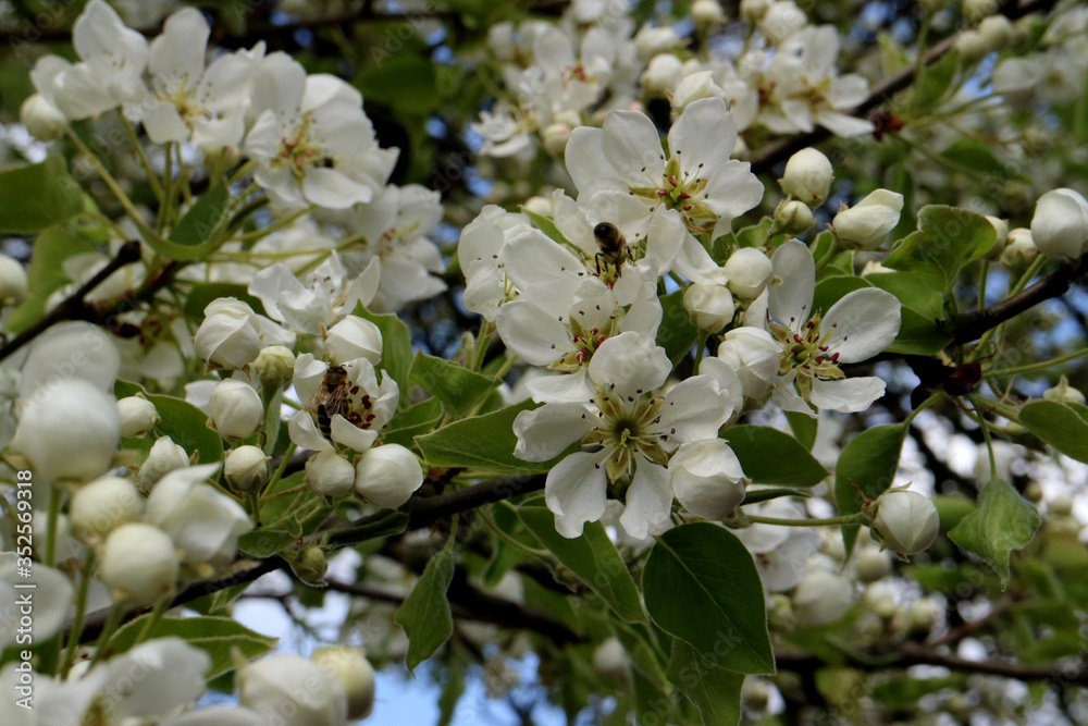 Bees collect nectar Bees collect nectar