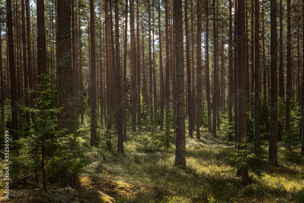 Scenic view of an old forest landscape in sunrise