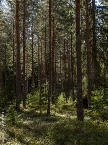 Scenic view of an old forest landscape in sunrise © Conny Sjostrom
