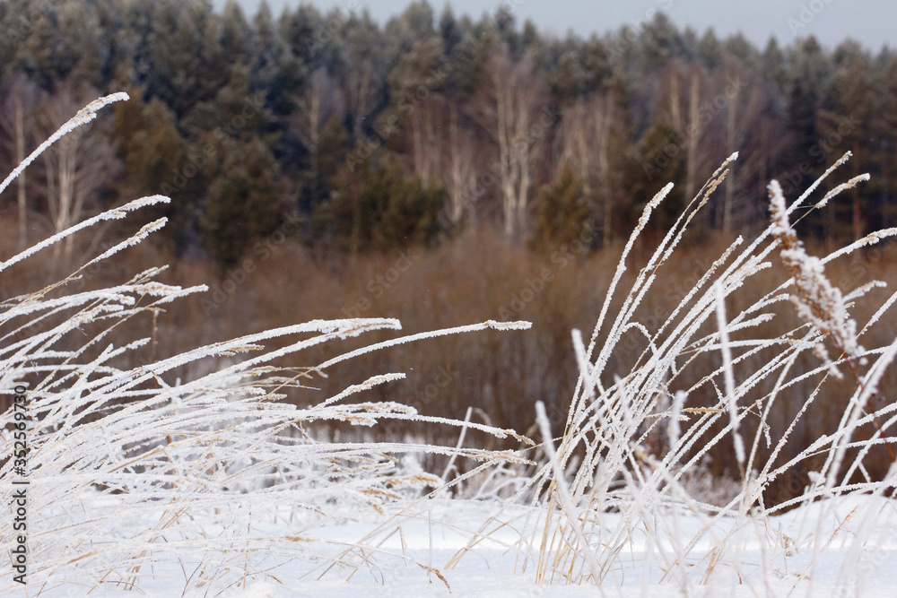 Landscape with hoarfrost on the grass in the foreground Landscape with hoarfrost on the grass in the foreground
