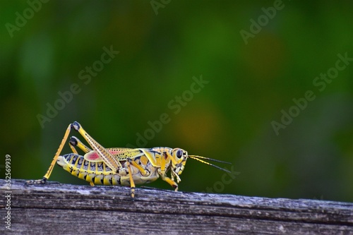 Obraz na płótnie CLose up photo of a giant orange florida grasshopper walking on a piece of wood