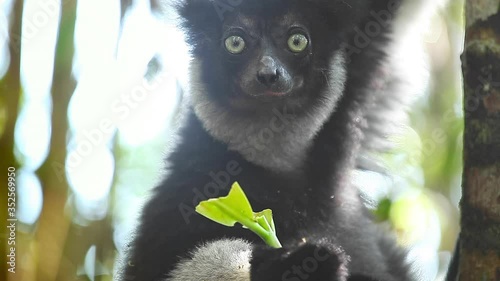 Indri lemur eats leaf in the natural habitat. Indri lemur (Indri indri) hangs on the tree and eats fresh leaves and peers around photo