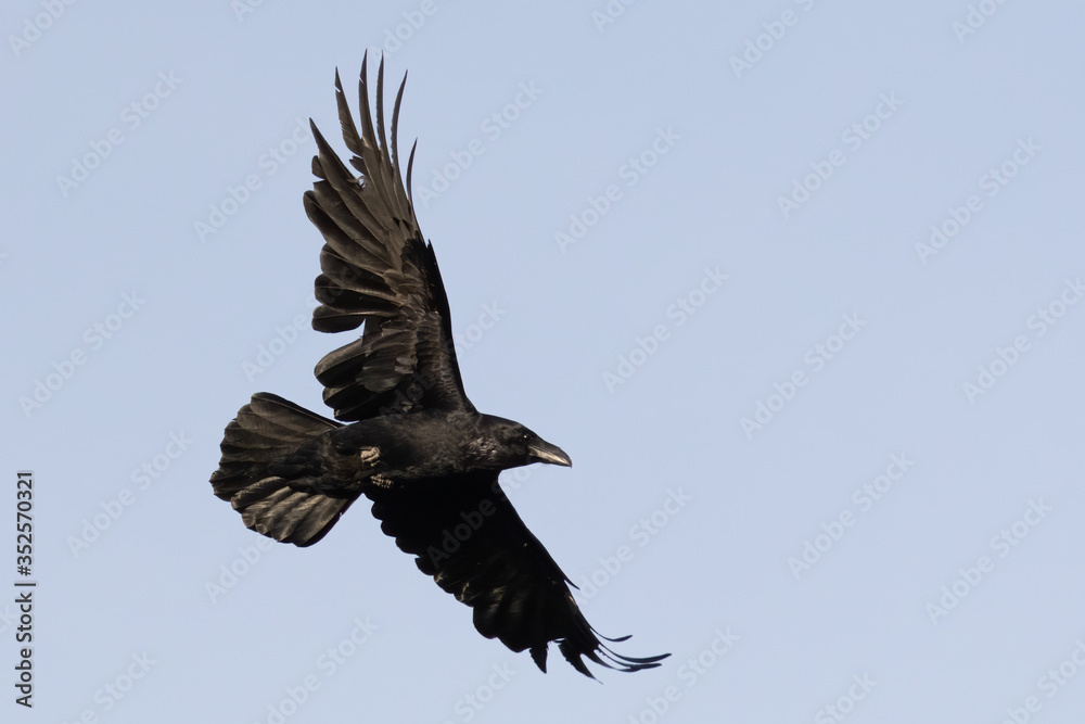 Fototapeta premium Portrait of Common raven (Corvus corax) flying over blue sky background