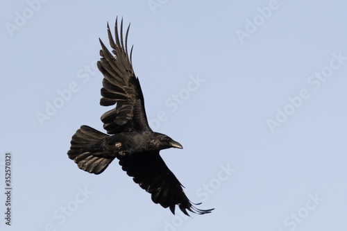 Portrait of Common raven  Corvus corax  flying over blue sky background