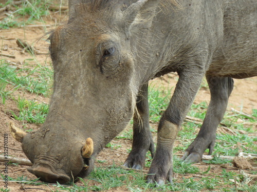 Warthog in the wild