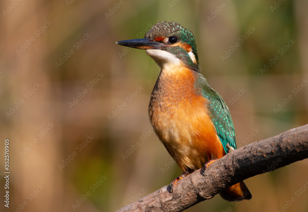 Common kingfisher, Alcedo atthis. The young bird sitting on a branch above the water while waiting for small fish Common kingfisher, Alcedo atthis. The young bird sitting on a branch above the water while waiting for small fish