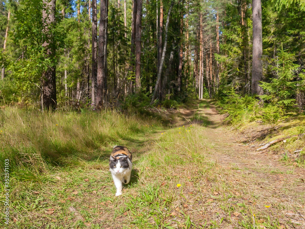 The cat goes on the road in the forest