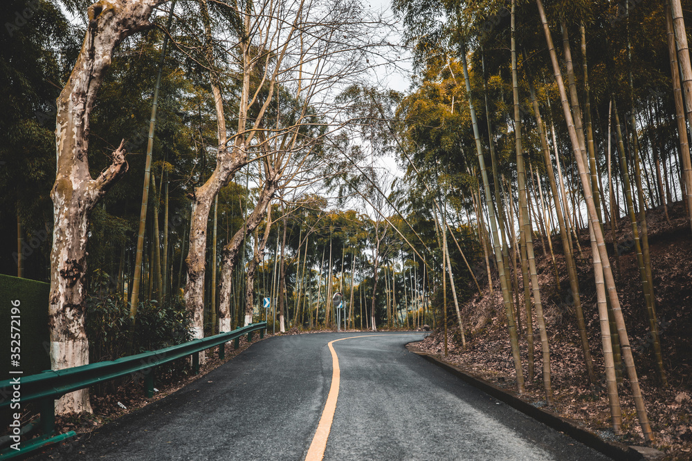 Fototapeta premium road in the woods
