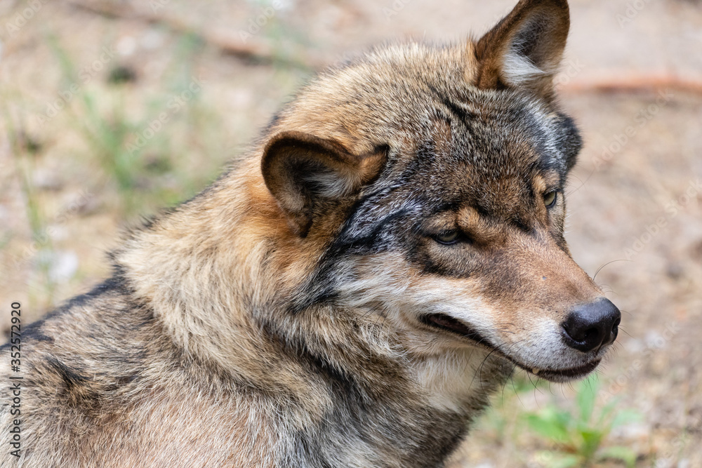 Fototapeta premium Grauwolf