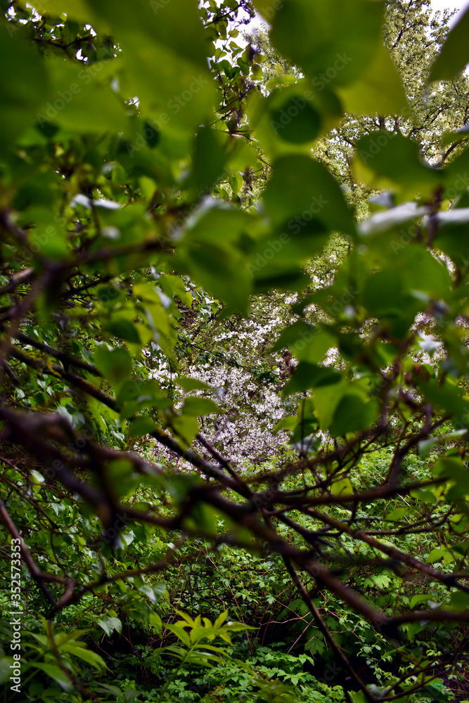 Fototapeta premium apple trees bloom in the garden