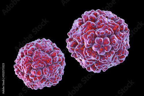 Enteroviruses, a group of RNA-viruses including Echoviruses, Coxsackieviruses, Rhinoviruses and other