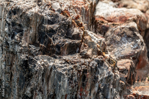 Petrified wood texture. Close up © Zigmar Stein