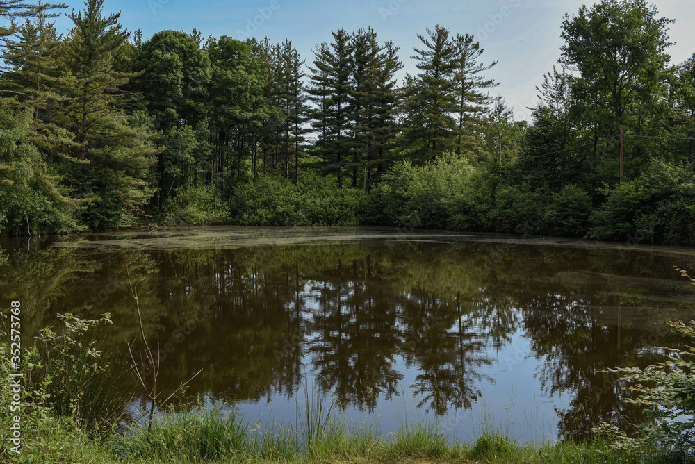 lake in the woods