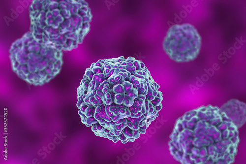 Enteroviruses, a group of RNA-viruses including Echoviruses, Coxsackieviruses, Rhinoviruses and other photo