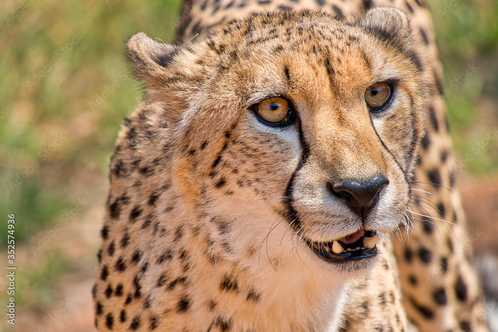 Cheetah, Acinonyx jubatus, Guepard, De Wildt Cheetah Centre, South Africa, Africa Cheetah, Acinonyx jubatus, Guepard, De Wildt Cheetah Centre, South Africa, Africa