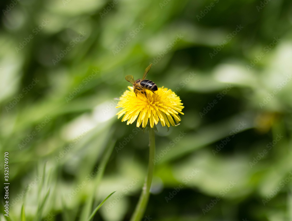 A bee is sitting on a yellow dandelion. Close up A bee is sitting on a yellow dandelion. Close up